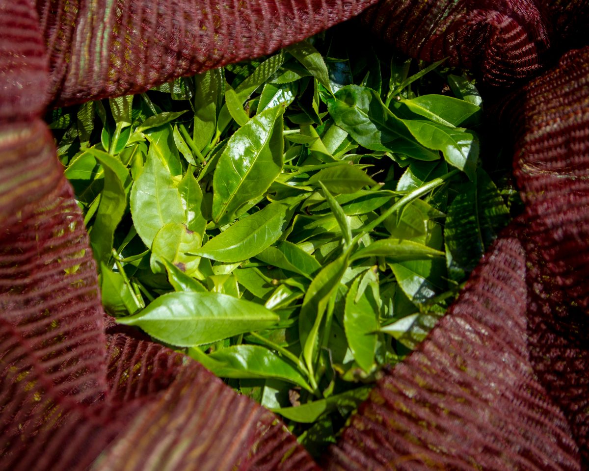 What does white tea taste like